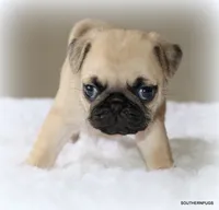 Noodle, a female Pug for sale in Dallas, TX – 4 of 10