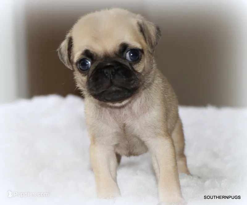 Walter – Pug puppy for sale in Dallas, TX