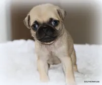 Walter, a male Pug for sale in Dallas, TX – 1 of 9