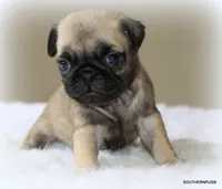 Biscuit , a female Pug for sale in Dallas, TX – 6 of 10