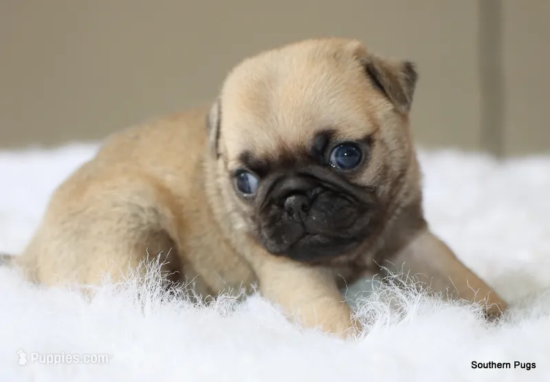 Walter – Pug puppy for sale in Dallas, TX