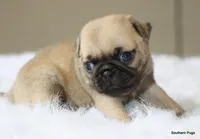 Walter, a male Pug for sale in Dallas, TX – 1 of 10