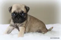 Biscuit , a female Pug for sale in Dallas, TX – 7 of 10