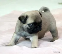 Pugsley, a male Pug for sale in Dallas, TX – Photo 8 of 10