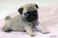 Pugsley, a male Pug for sale in Dallas, TX – Photo 9 of 10