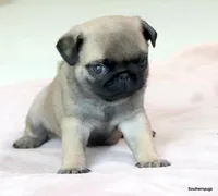 Pugsley, a male Pug for sale in Dallas, TX – Photo 2 of 10