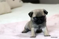 Pugsley, a male Pug for sale in Dallas, TX – Photo 10 of 10