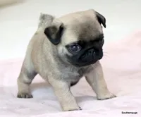 Pugsley, a male Pug for sale in Dallas, TX – Photo 3 of 10