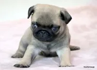 Pugsley, a male Pug for sale in Dallas, TX – Photo 4 of 10