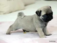 Pugsley, a male Pug for sale in Dallas, TX – Photo 7 of 10