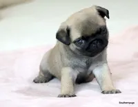 Pugsley, a male Pug for sale in Dallas, TX – Photo 6 of 10