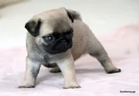 Pugsley, a male Pug for sale in Dallas, TX – Photo 5 of 10