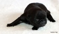 Timmy, a male Pug for sale in Dallas, TX – 2 of 10