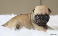 Otis, a male Pug for sale in Dallas, TX – 7 of 10