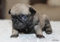 processed/86841252-d96f-490d-830f-8708d3f4c4ea/listing/95aa54eb-132d-439b-8655-8609ea84496d/40f0ff21-4227-4826-9c0b-02cfc87830db