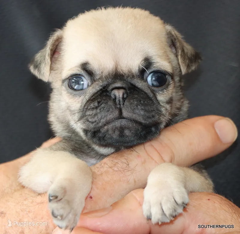Otis – Pug puppy for sale in Dallas, TX