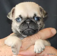 Otis, a male Pug for sale in Dallas, TX – 1 of 10