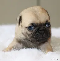 Walter, a male Pug for sale in Dallas, TX – 3 of 10