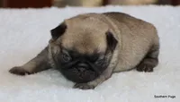 Hazel, a female Pug for sale in Dallas, TX – 8 of 9