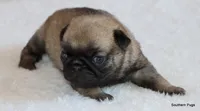 Hazel, a female Pug for sale in Dallas, TX – 7 of 9