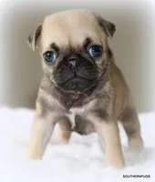 Otis, a male Pug for sale in Dallas, TX – 10 of 10