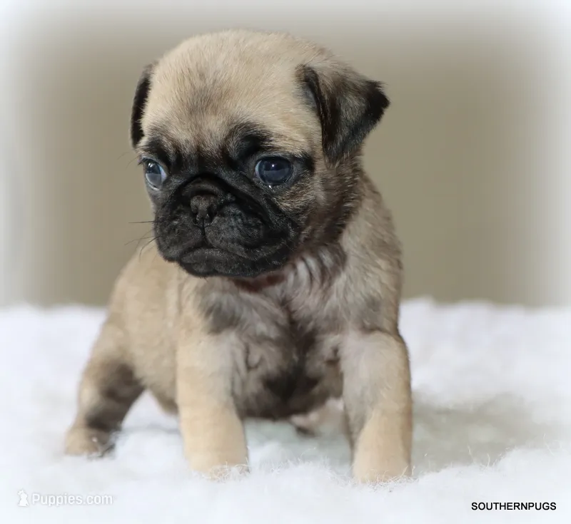 Biscuit  – Pug puppy for sale in Dallas, TX