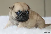Noodle, a female Pug for sale in Dallas, TX – 5 of 10