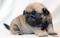 Benji, a male Pug for sale in Dallas, TX – Photo 7 of 10
