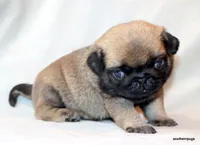 Benji, a male Pug for sale in Dallas, TX – Photo 9 of 10