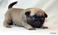 Benji, a male Pug for sale in Dallas, TX – Photo 2 of 10