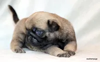 Benji, a male Pug for sale in Dallas, TX – Photo 6 of 10