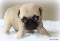 Walter, a male Pug for sale in Dallas, TX – 4 of 9