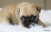 Walter, a male Pug for sale in Dallas, TX – 5 of 10