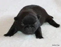 Timmy, a male Pug for sale in Dallas, TX – 9 of 10