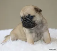 Noodle, a female Pug for sale in Dallas, TX – 9 of 10
