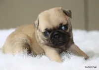 Walter, a male Pug for sale in Dallas, TX – 2 of 10