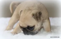 Noodle, a female Pug for sale in Dallas, TX – 3 of 10