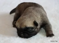 Alex, a male Pug for sale in Dallas, TX – 5 of 10