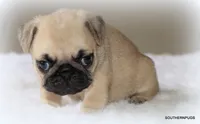 Noodle, a female Pug for sale in Dallas, TX – 7 of 10