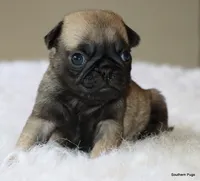 Biscuit , a female Pug for sale in Dallas, TX – 5 of 10