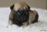 Biscuit , a female Pug for sale in Dallas, TX – 7 of 10