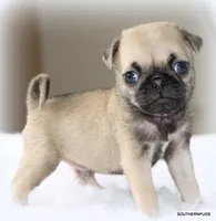 Otis, a male Pug for sale in Dallas, TX – 8 of 10