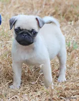 Ace, a male Pug for sale in Dallas, TX – 1 of 10