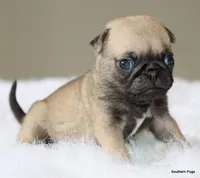 Otis, a male Pug for sale in Dallas, TX – 2 of 10