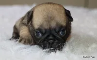 Biscuit , a female Pug for sale in Dallas, TX – 8 of 10