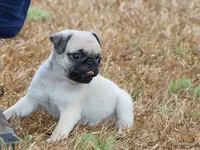 Ace, a male Pug for sale in Dallas, TX – 6 of 10