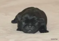 Enzo, a male Pug for sale in Dallas, TX – Photo 3 of 10