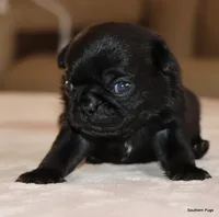 processed/86841252-d96f-490d-830f-8708d3f4c4ea/listing/c2f46cfe-a5a4-472c-a51a-f957dc4faa58/262bec45-110e-4a3b-867f-cdd82feb141e