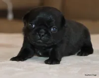 processed/86841252-d96f-490d-830f-8708d3f4c4ea/listing/c2f46cfe-a5a4-472c-a51a-f957dc4faa58/d64713c4-b981-4522-a867-e58851378d1a