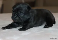 processed/86841252-d96f-490d-830f-8708d3f4c4ea/listing/c2f46cfe-a5a4-472c-a51a-f957dc4faa58/f0e8e341-777d-4f14-8033-a65bdd7db422